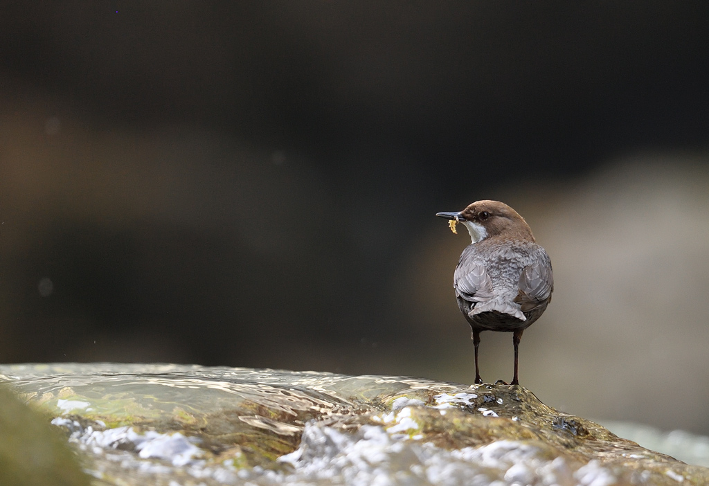 DS5_8383.jpg