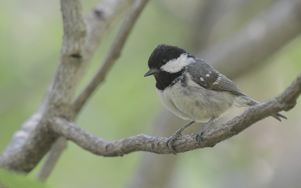 DSC_1115.JPG