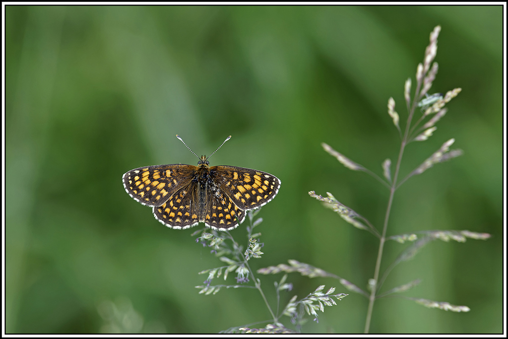 Damier_noir(Melitaea_diamina)(1).jpg