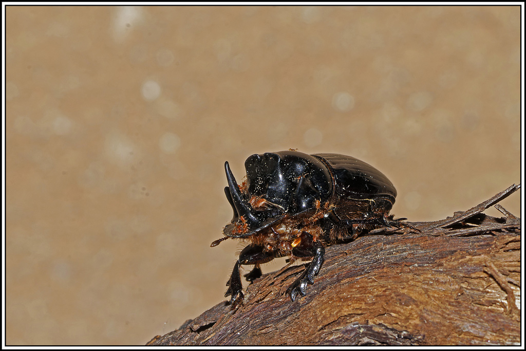Copris_lunaire(Copris_lunaris)(4).jpg