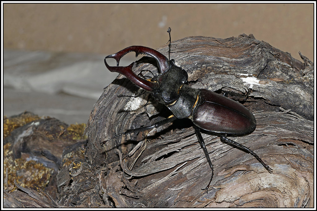 Lucane_cerf_volant(Lucanus_cervus)♂(117).jpg