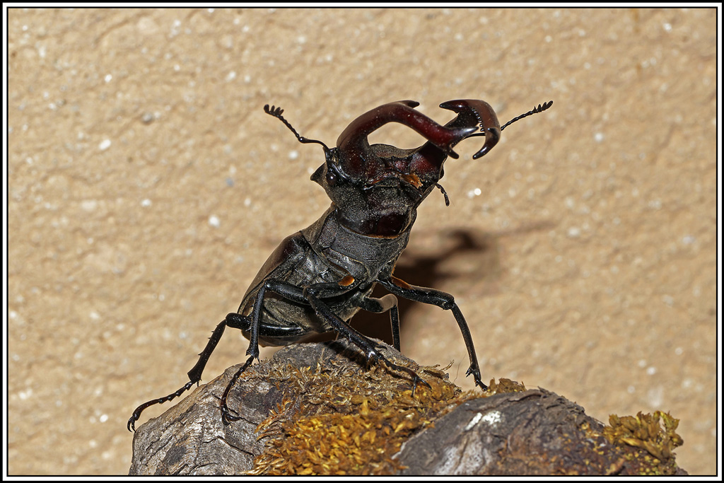 Lucane_cerf_volant(Lucanus_cervus)♂(7).jpg