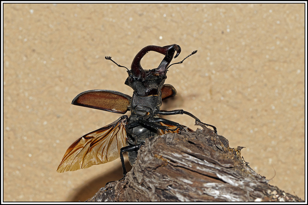 Lucane_cerf_volant(Lucanus_cervus)♂(38).jpg