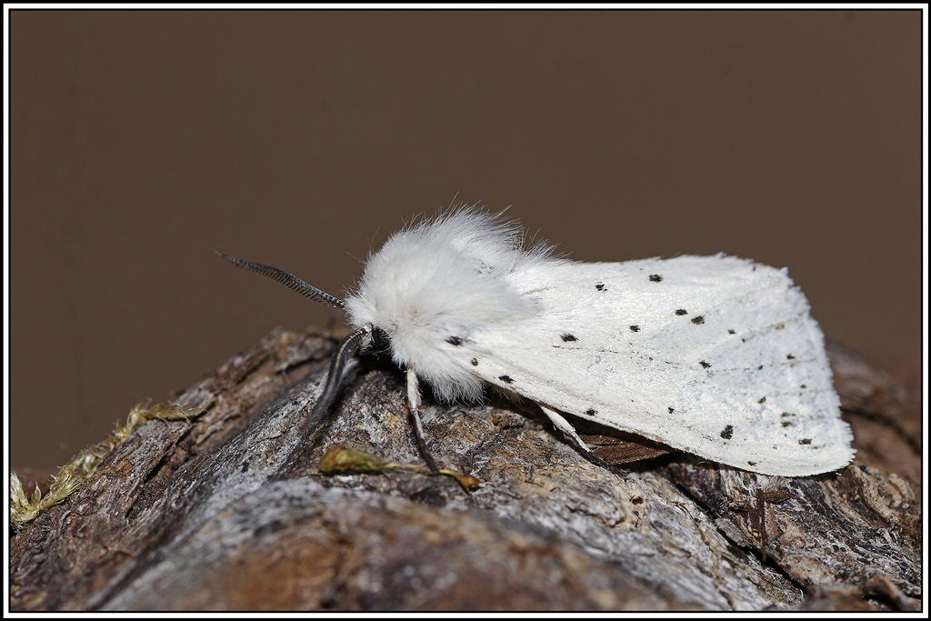 Écaille-tigrée-(Spilosoma-lubricipeda)(18).jpg