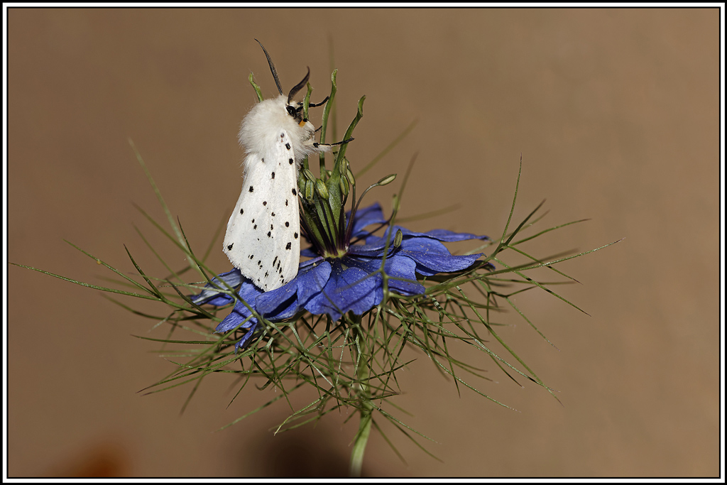Écaille-tigrée-(Spilosoma-lubricipeda)(15).jpg