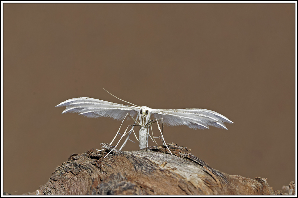 Petit_ange_de_nuit(Pterophorus_-pentadactyla)(7).jpg