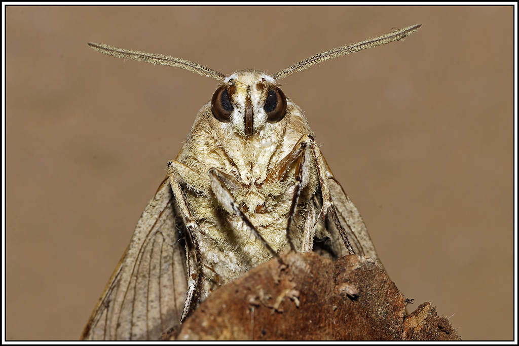 Sphinx_livournien(Hyles_livornica)(49).jpg