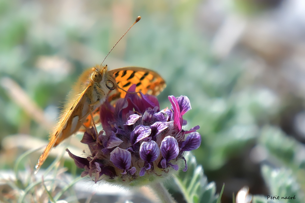 DSC_1418.JPG