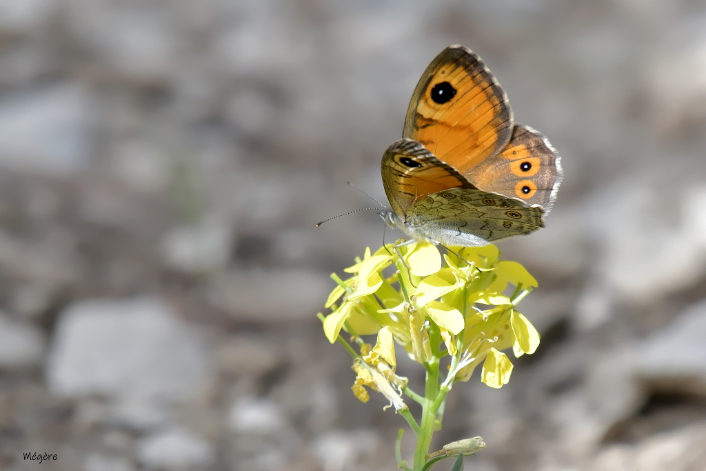 DSC_1438.JPG