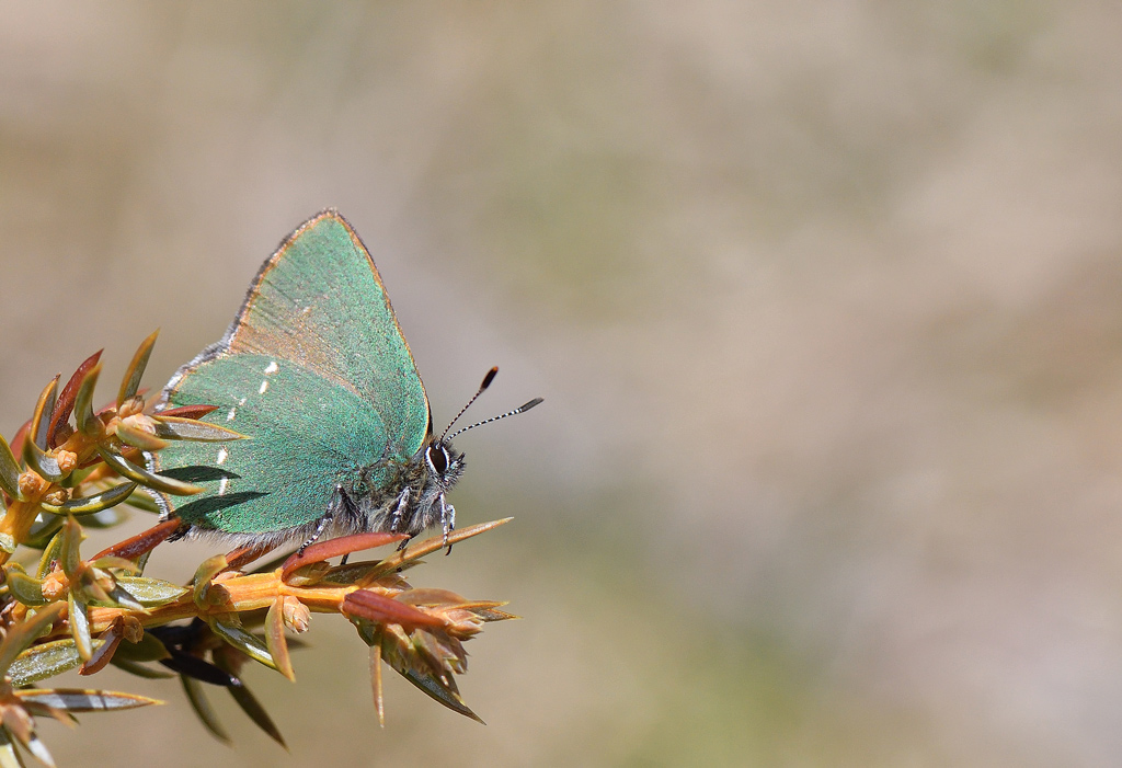 DSC_3236.jpg