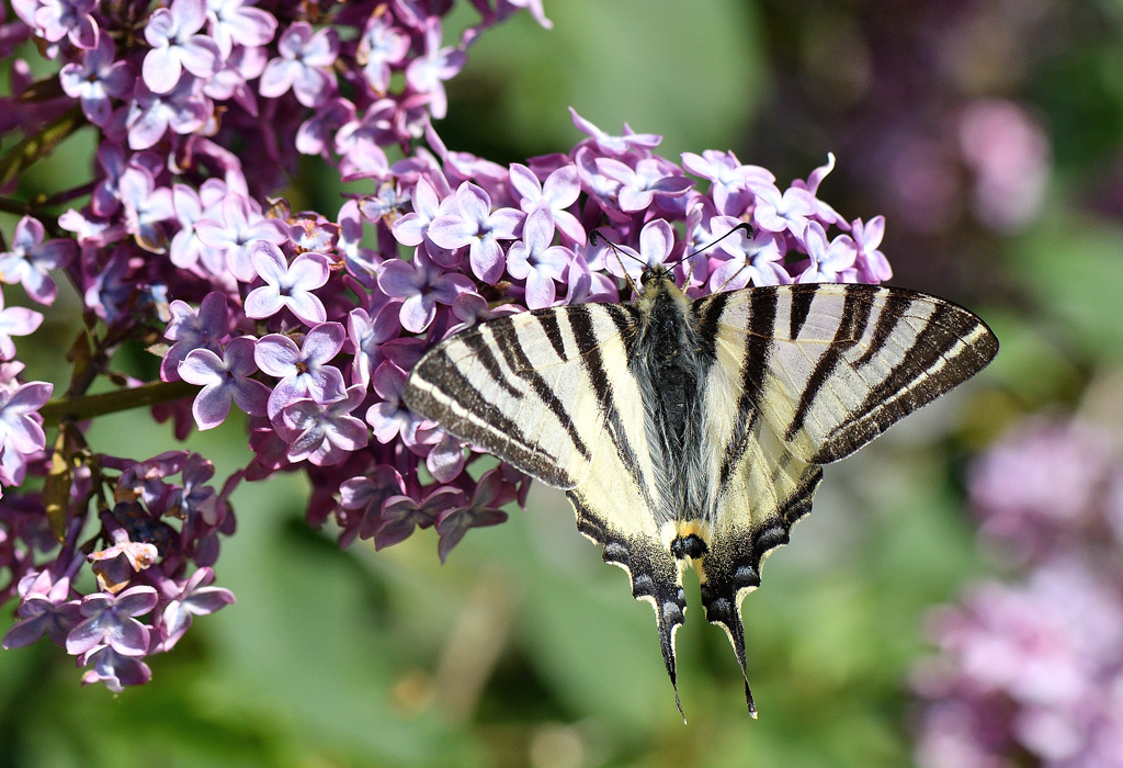 DSC_3610.jpg