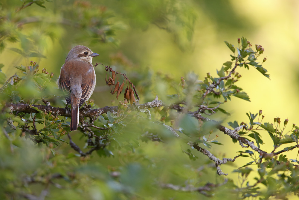 piegriecheecorcheur6064-web.jpg
