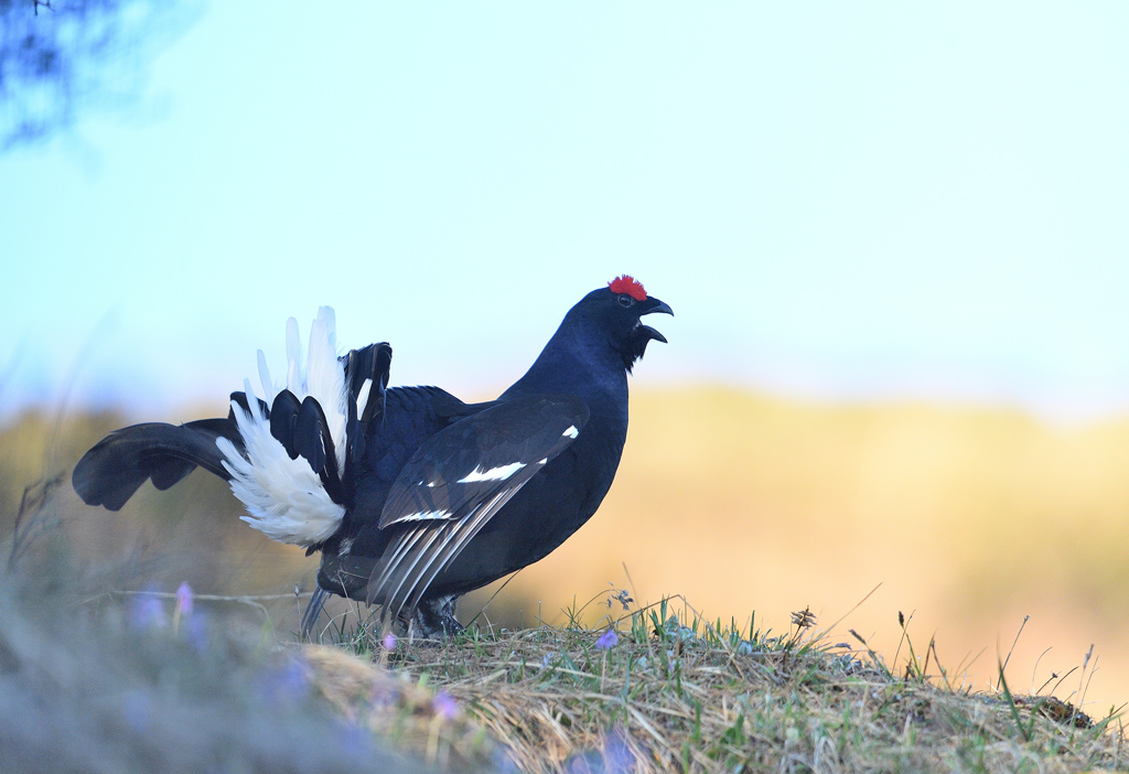 DS5_9702.jpg