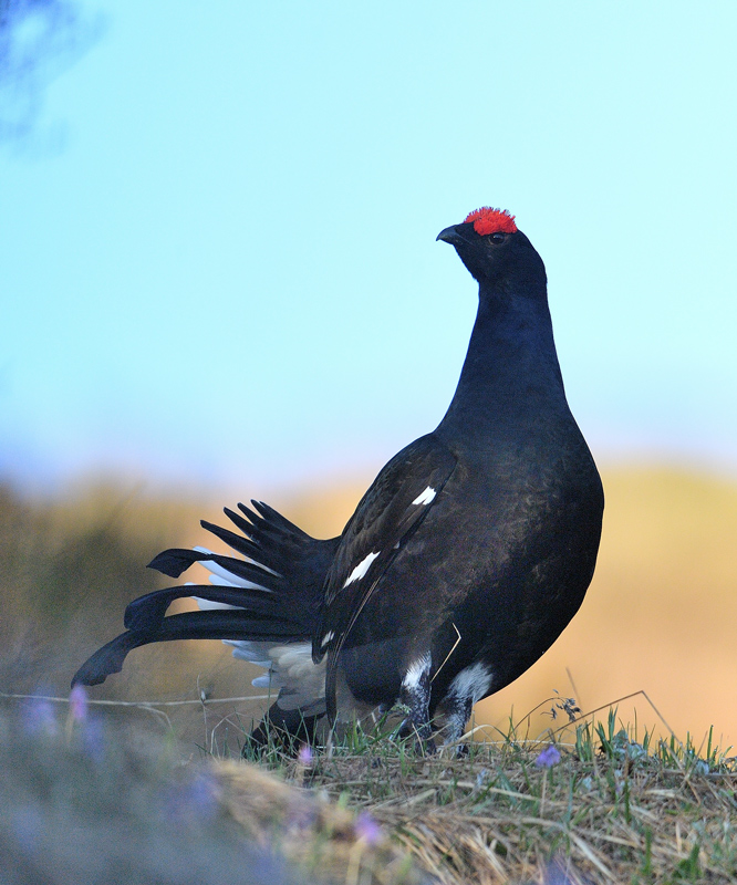 DS5_9709.jpg