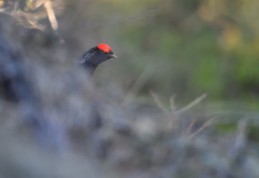 DS5_9714.jpg