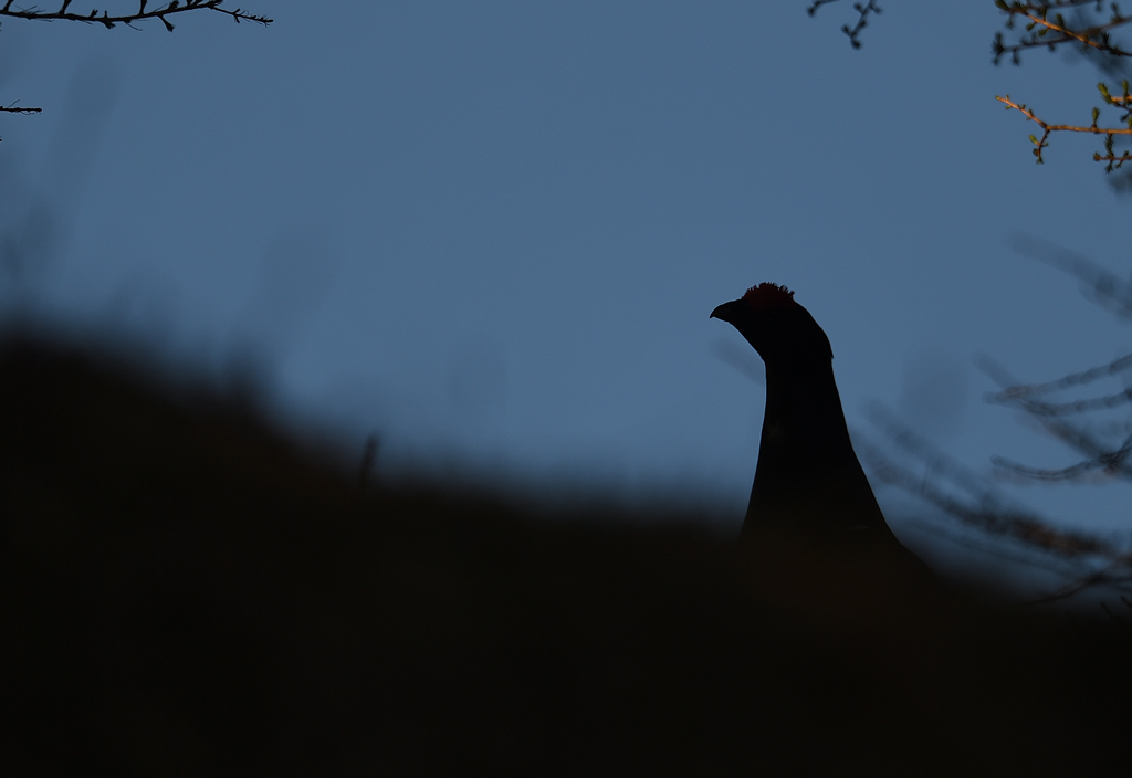DS5_9716.jpg