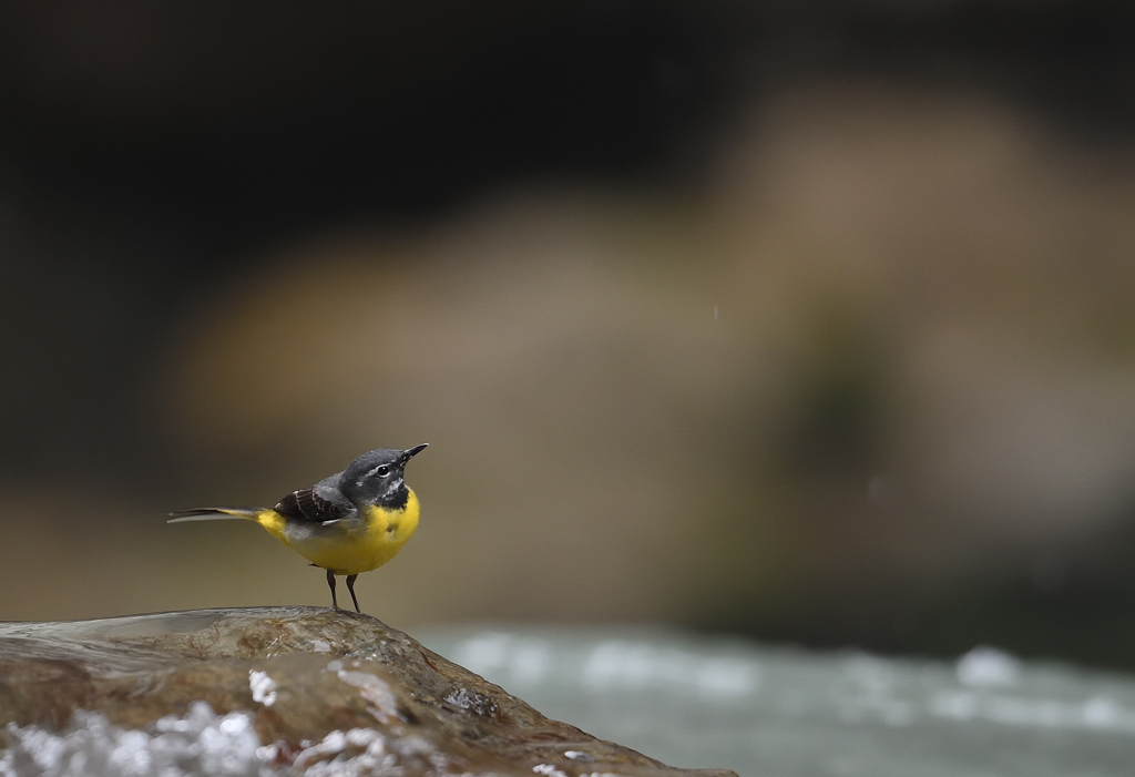 DS5_8960.jpg