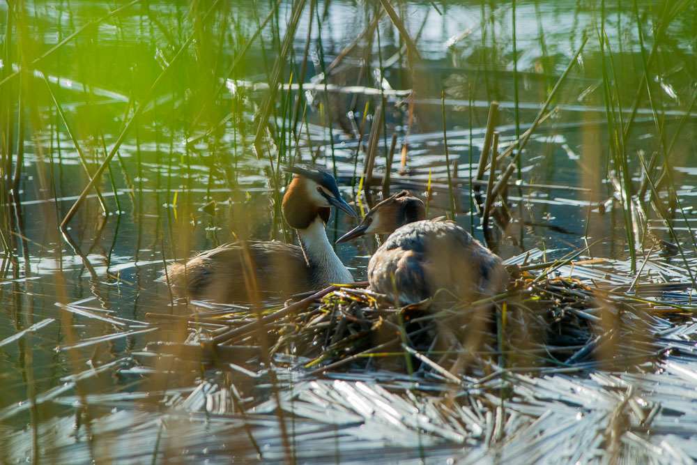 Grebes 2022_21.jpg