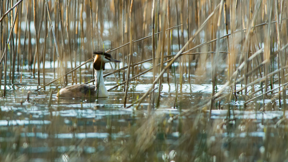Grebes 2022_17-Modifier.jpg