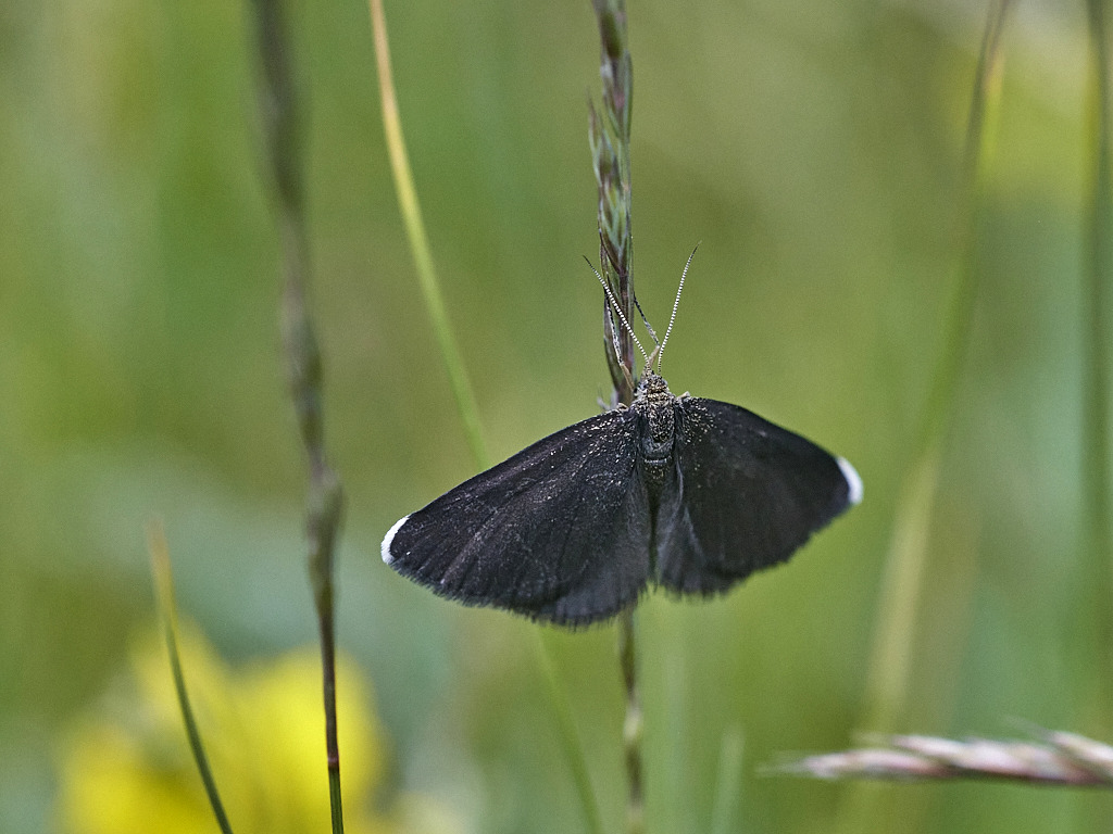 B 6588_1.jpg
