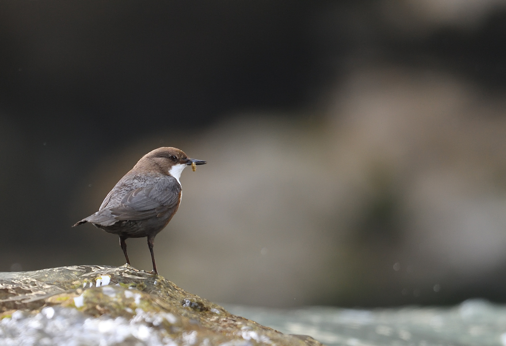 DS5_8393.jpg