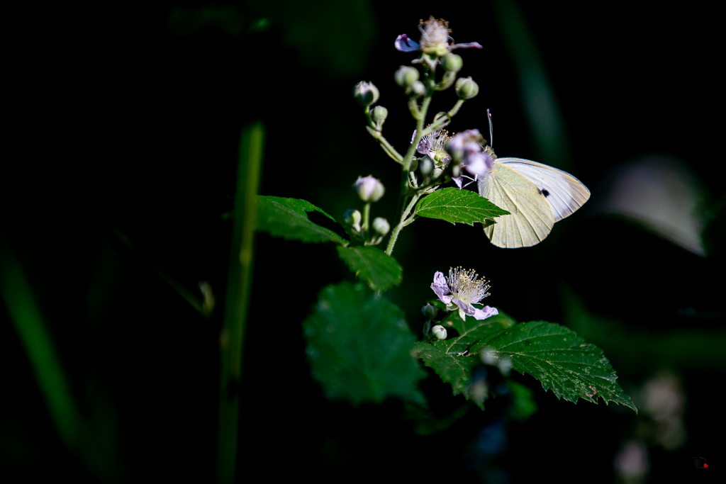 Piéride du navet (Pieris napi napi)-12.jpg