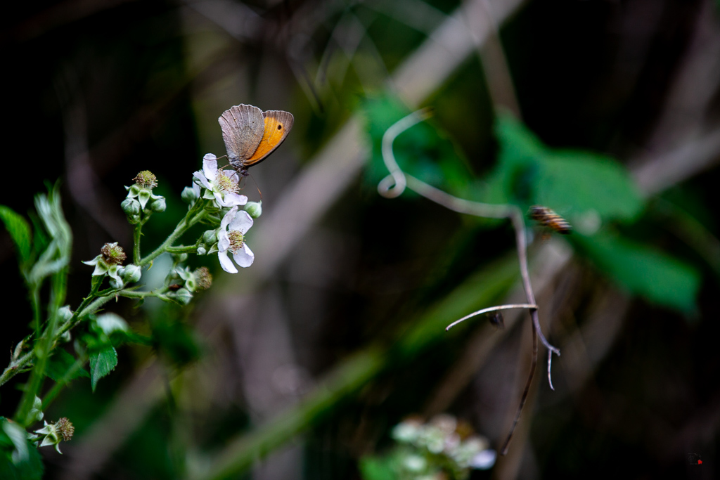 Procris ou Fadet commun (Coenonympha pamphilus)-33.jpg