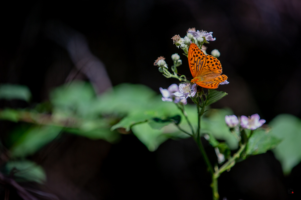 Tabac d'Espagne (Argynnis paphia)-29.jpg