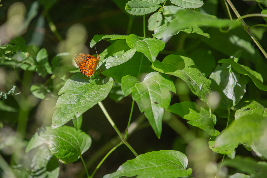 Tabac d'Espagne (Argynnis paphia)-22.jpg