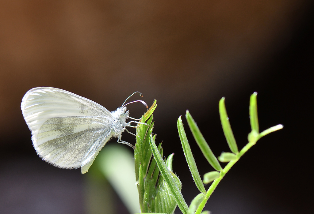 DSC_4041.jpg