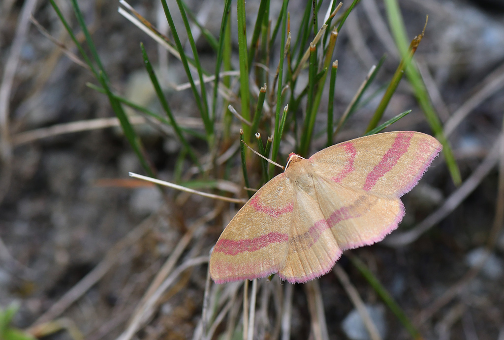 DSC_4138.jpg