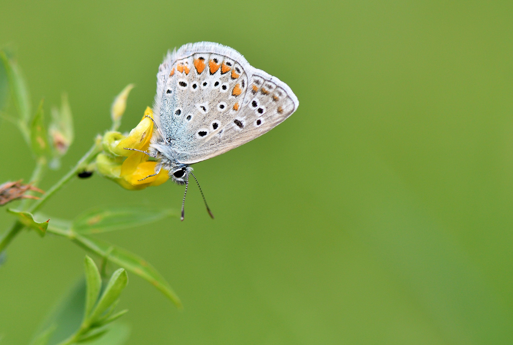 DSC_4163.jpg