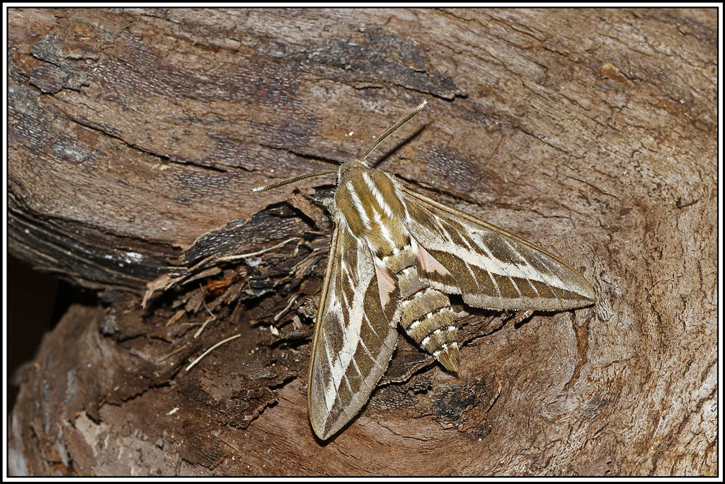 Sphinx_livournien(Hyles_livornica)(15).jpg