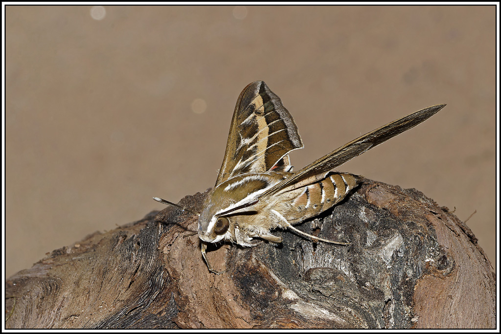 Sphinx_livournien(Hyles_livornica)(61_64).jpg