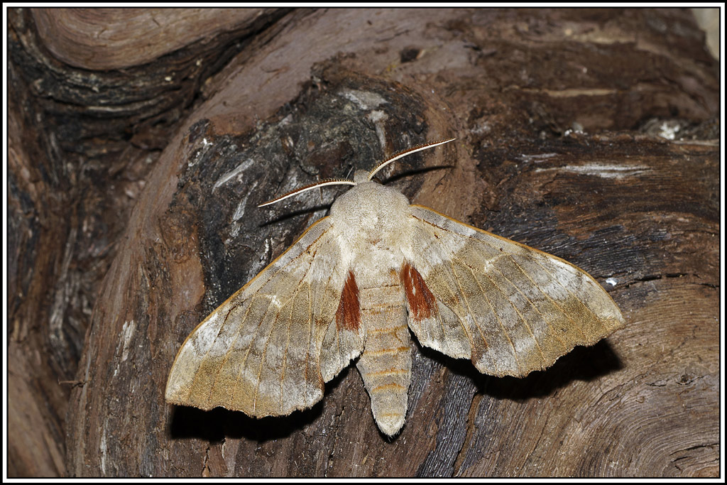 Sphinx_du_peuplier(Laothoe_populi)(1).jpg