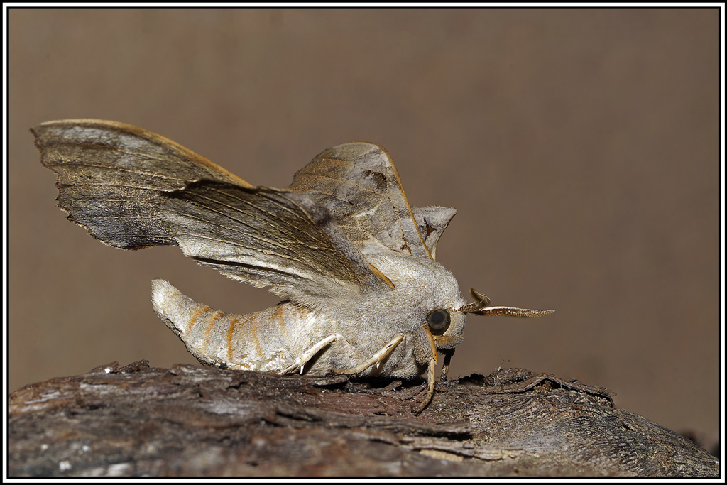 Sphinx_du_peuplier(Laothoe_populi)(15_20).jpg