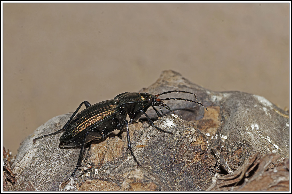 Carabe_treillise(Carabus_cancellatus)(2).jpg