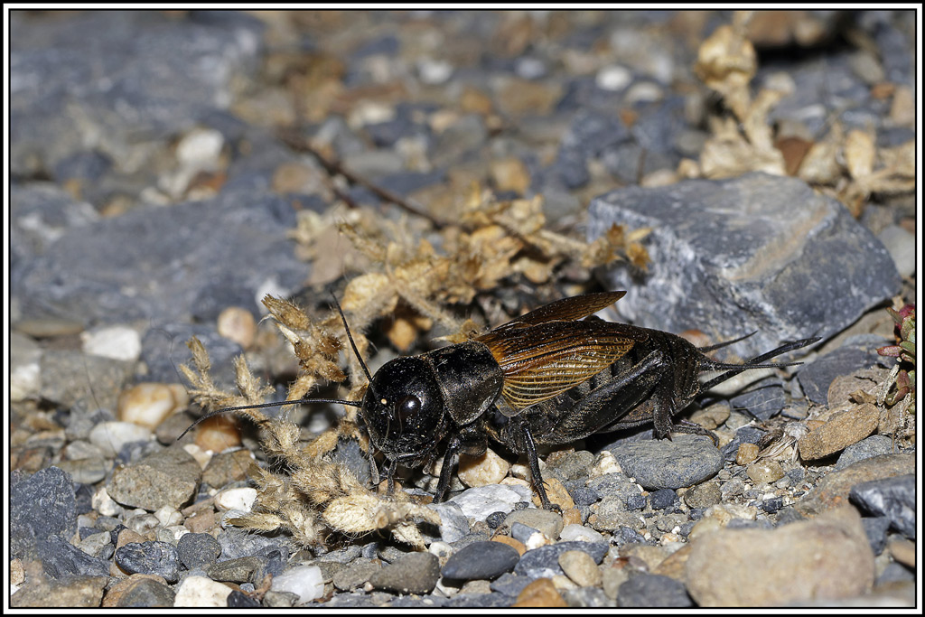 Grillon_champetre(Gryllus_campestris)(5).jpg