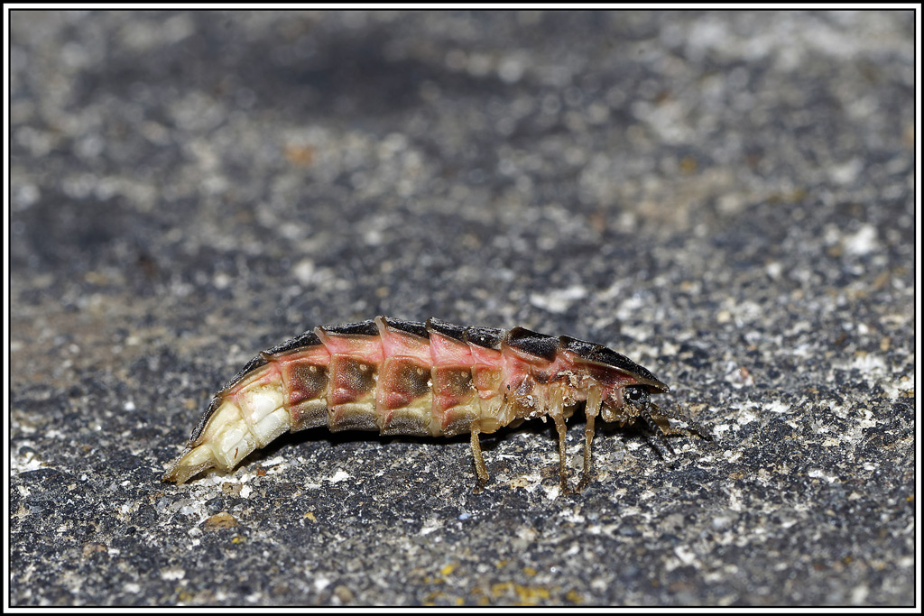 Lampyre(Lampyris_noctiluca)(1).jpg