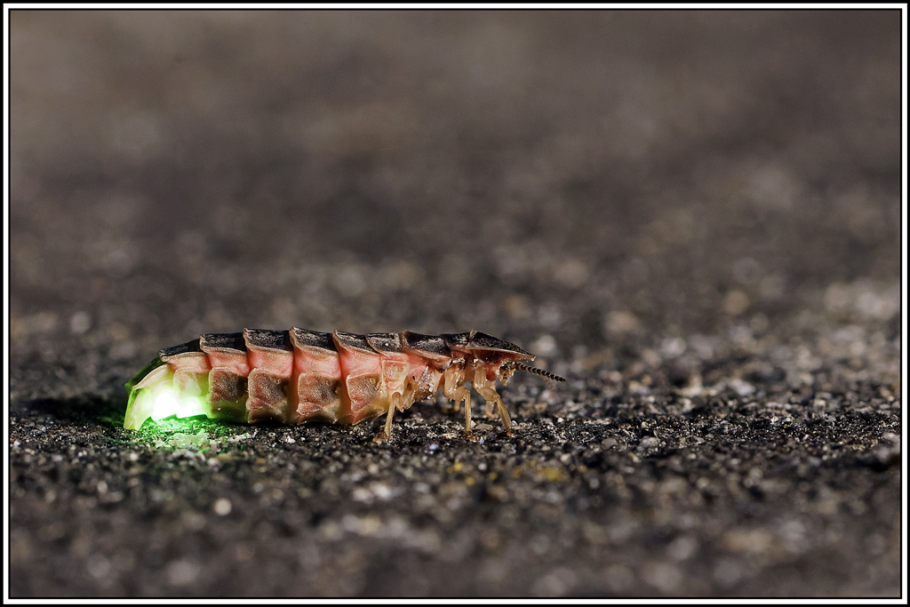 Lampyre(Lampyris_noctiluca)(6).jpg