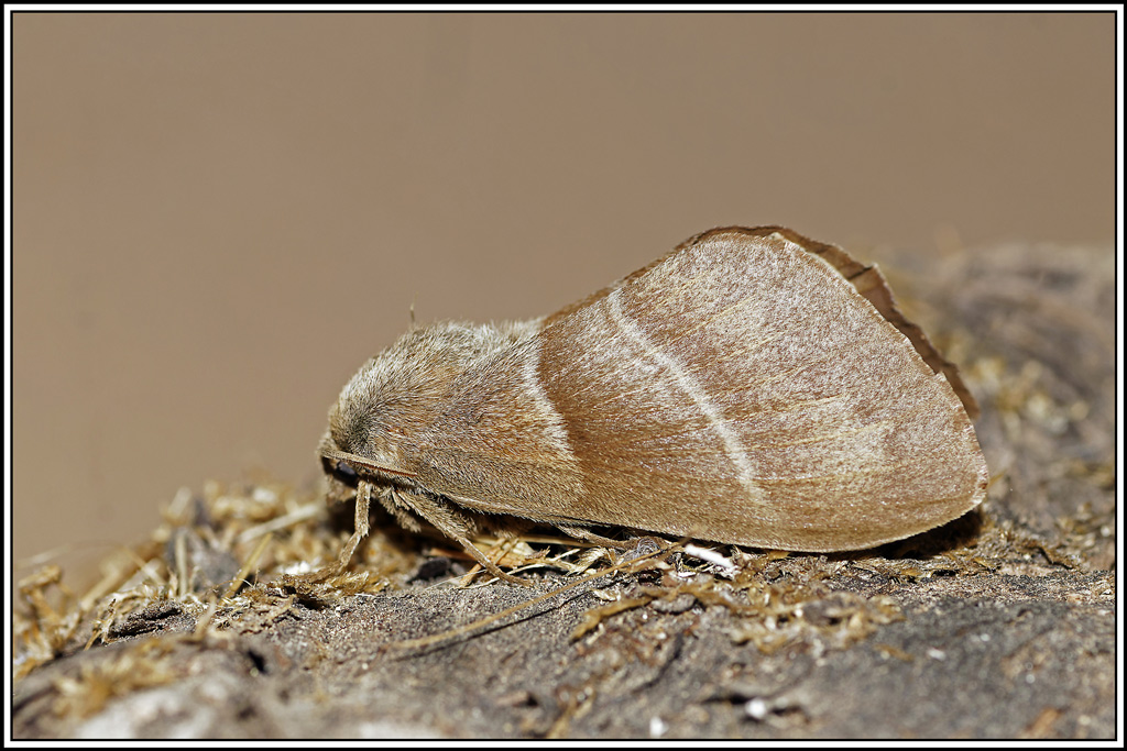 Bombyx_de_la_ronce(Macrothylacia_rubi)(9).jpg