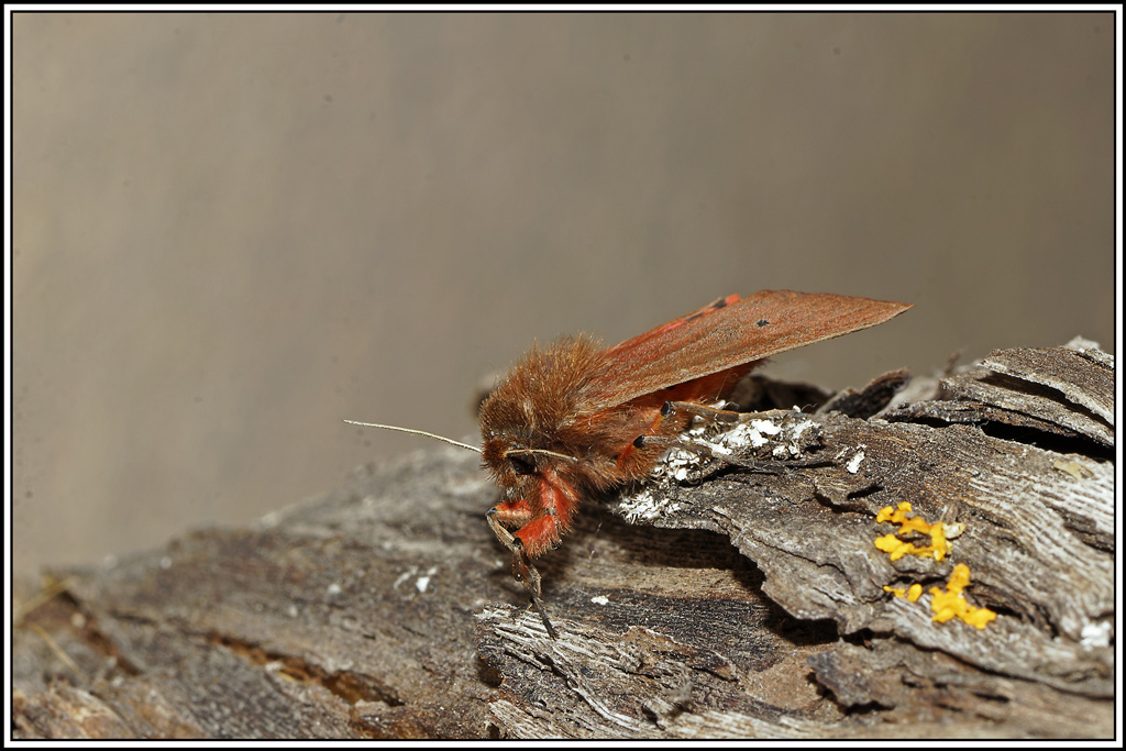 Ecaille_cramoisie(Phragmatobia_fuliginosa)(6).jpg