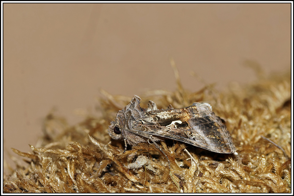 gamma(autographa-gamma)(12).jpg