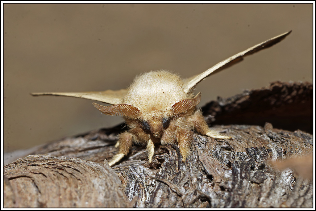 Livree_des_arbres(Malacosoma_neustria)(6).jpg