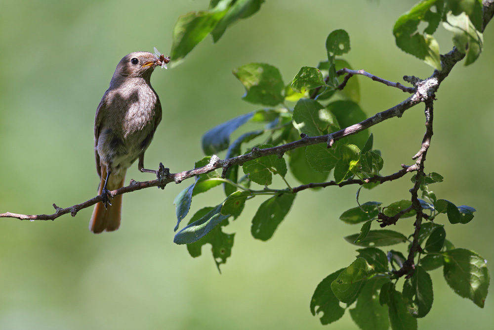 rougequeue6417-web.jpg