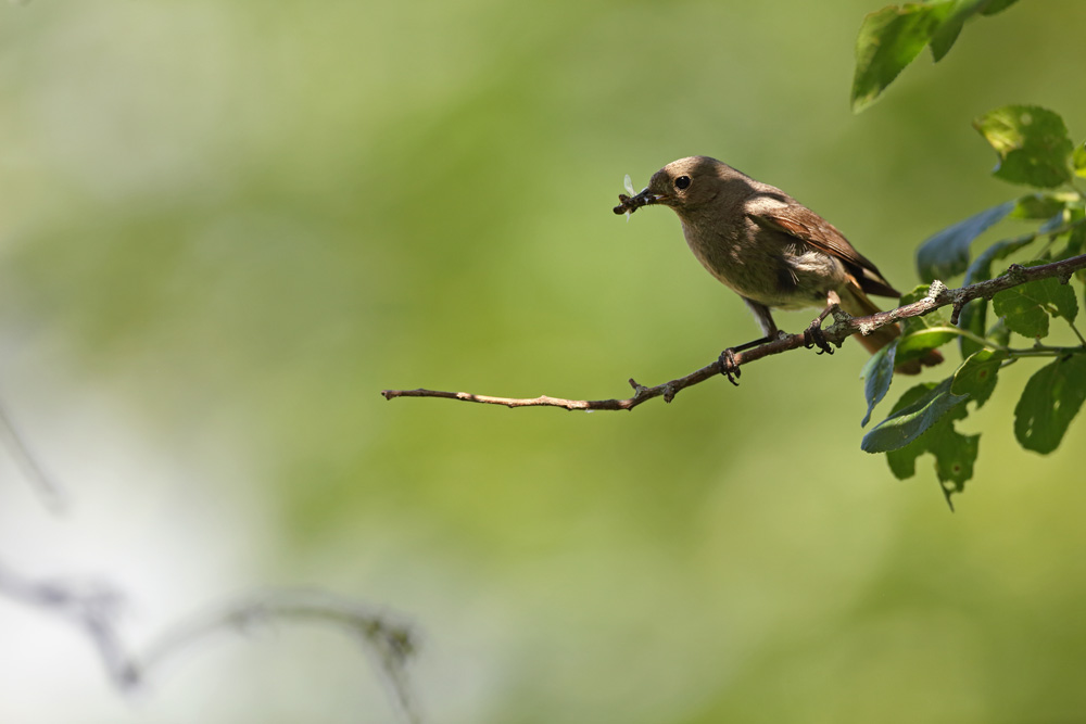 rougequeue6419-web.jpg