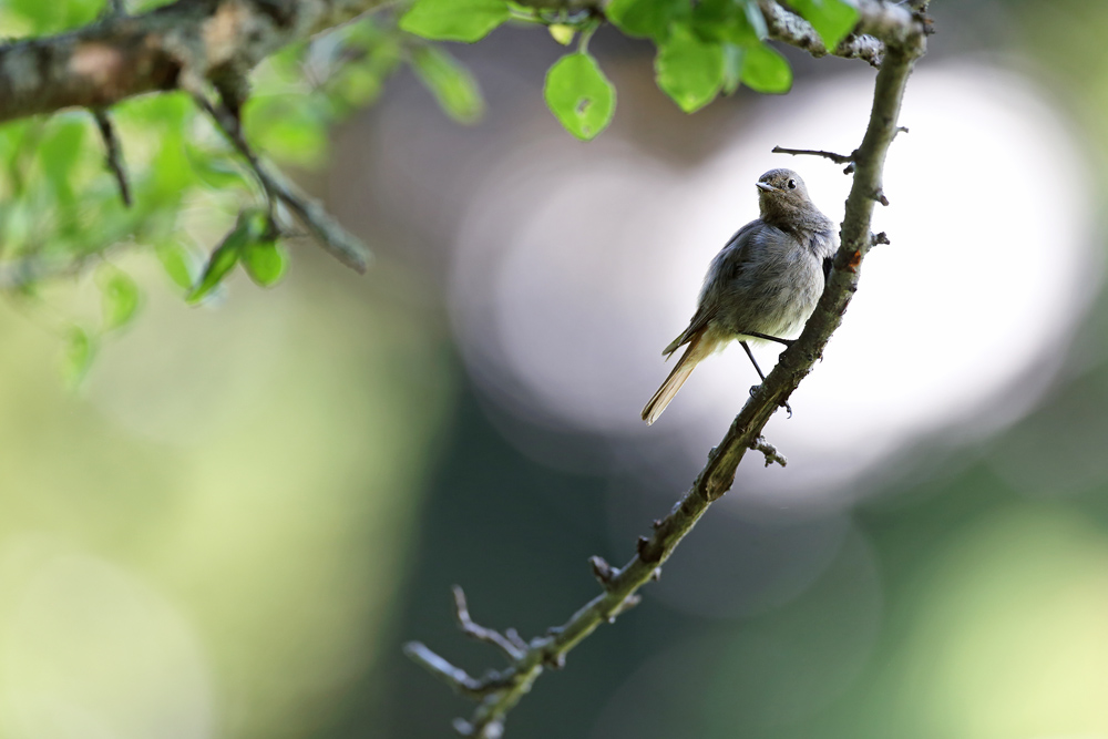 rougequeue6452-web.jpg