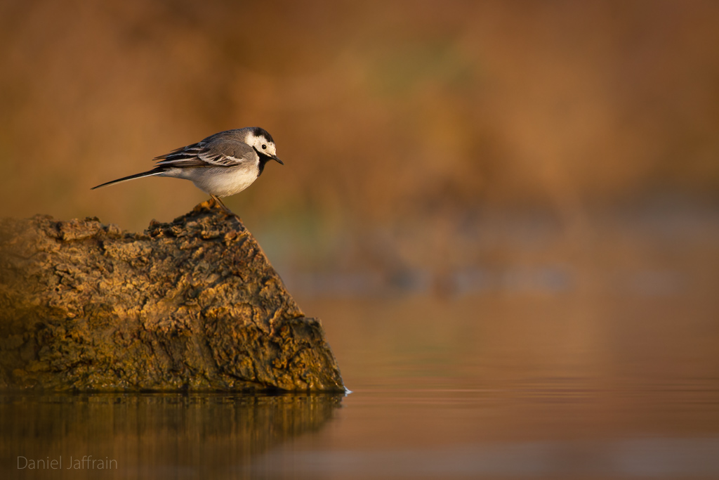 Image et Nature-1-61.jpg