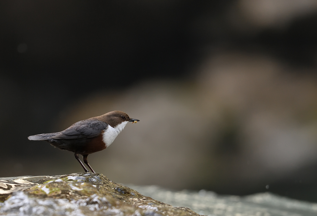 DS5_8434.jpg