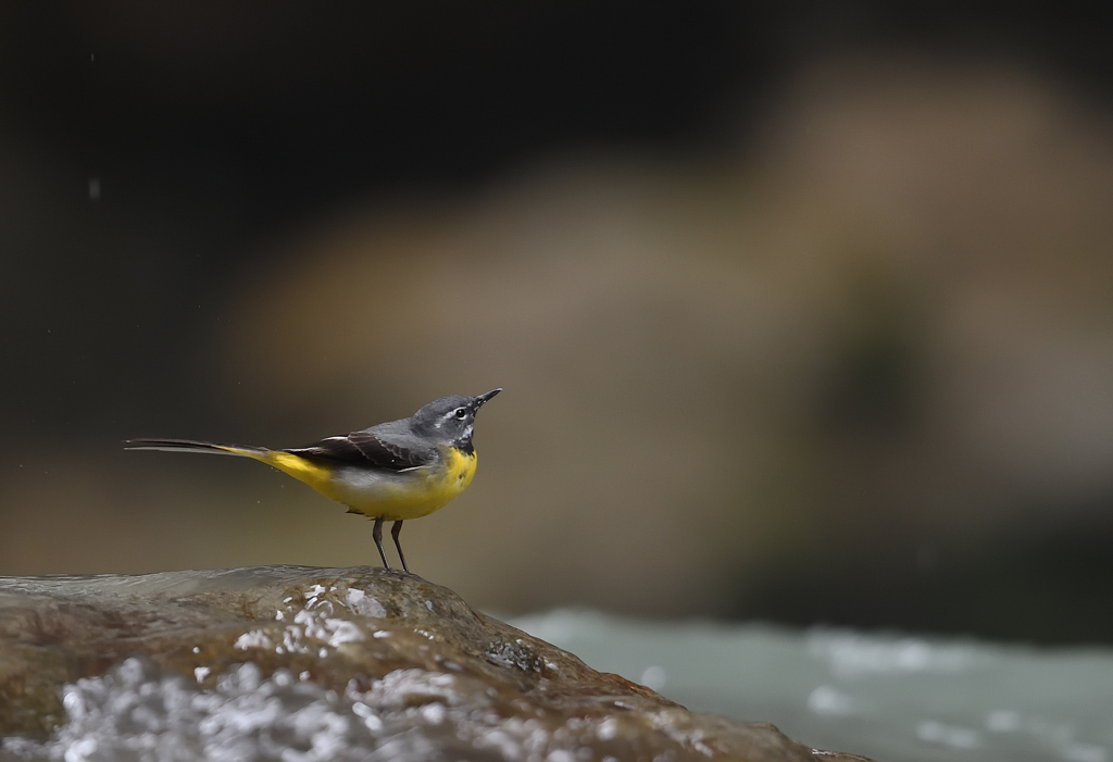 DS5_8962.jpg